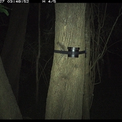 Rattus rattus (Black Rat) at Shark Creek, NSW - 27 Oct 2024 by Topwood