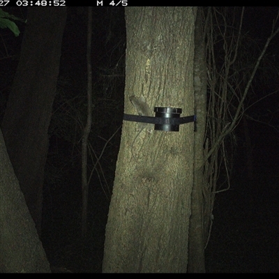 Rattus rattus (Black Rat) at Shark Creek, NSW - 27 Oct 2024 by Topwood