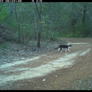 Felis catus (Feral Cat) at Copmanhurst, NSW - 22 Jan 2025 by MazzV
