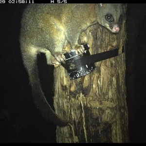 Trichosurus vulpecula (Common Brushtail Possum) at Shark Creek, NSW - 29 Oct 2024 by Topwood