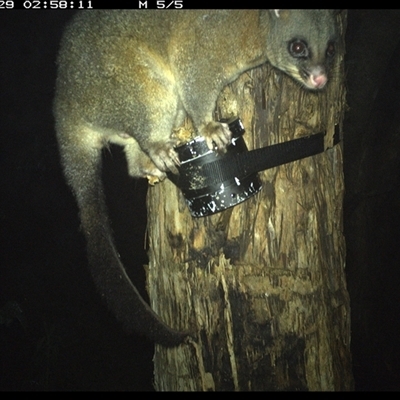 Trichosurus vulpecula (Common Brushtail Possum) at Shark Creek, NSW - 29 Oct 2024 by Topwood