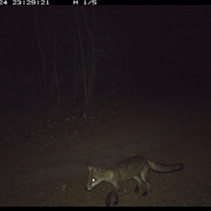 Vulpes vulpes (Red Fox) at Copmanhurst, NSW - 24 Jan 2025 by MazzV