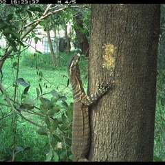 Varanus varius (Lace Monitor) at Shark Creek, NSW - 2 Nov 2024 by Topwood