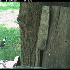 Gymnorhina tibicen (Australian Magpie) at Shark Creek, NSW - 11 Dec 2024 by Topwood