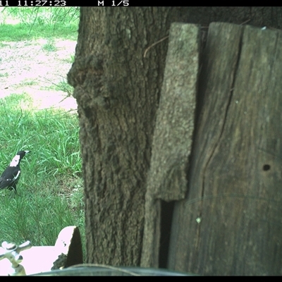 Gymnorhina tibicen (Australian Magpie) at Shark Creek, NSW - 11 Dec 2024 by Topwood
