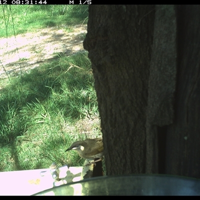 Meliphaga lewinii (Lewin's Honeyeater) at Shark Creek, NSW - 12 Dec 2024 by Topwood