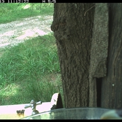 Eudynamys orientalis (Pacific Koel) at Shark Creek, NSW - 13 Dec 2024 by Topwood