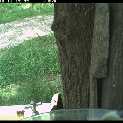 Eudynamys orientalis (Pacific Koel) at Shark Creek, NSW - 13 Dec 2024 by Topwood