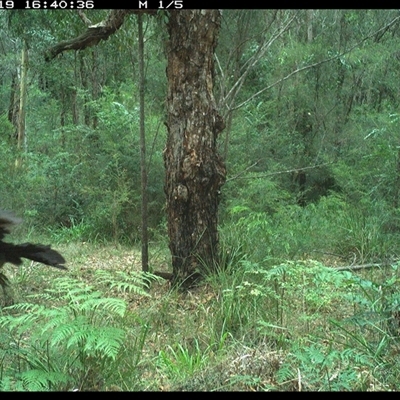 Alectura lathami (Australian Brush-turkey) at Lanitza, NSW - 19 Nov 2024 by MountKremnos