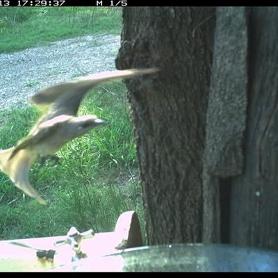 Lichmera indistincta (Brown Honeyeater) at Shark Creek, NSW - 13 Dec 2024 by Topwood
