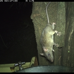 Rattus rattus (Black Rat) at Shark Creek, NSW - 15 Dec 2024 by Topwood