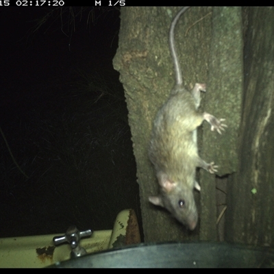 Rattus rattus (Black Rat) at Shark Creek, NSW - 15 Dec 2024 by Topwood