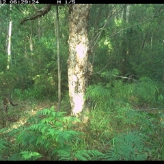 Wallabia bicolor (Swamp Wallaby) at Lanitza, NSW - 12 Jan 2025 by MountKremnos