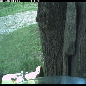 Eopsaltria australis at Shark Creek, NSW - 16 Dec 2024 06:51 PM