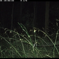 Wallabia bicolor (Swamp Wallaby) at Lanitza, NSW - 26 Nov 2024 by MountKremnos