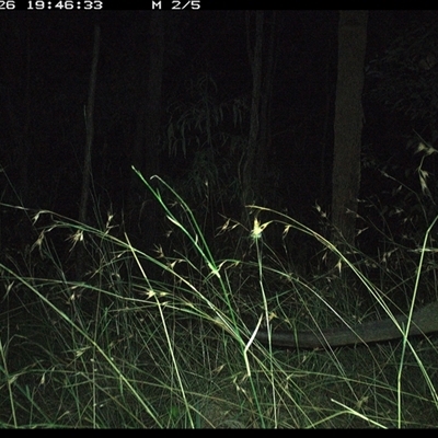 Wallabia bicolor (Swamp Wallaby) at Lanitza, NSW - 26 Nov 2024 by MountKremnos