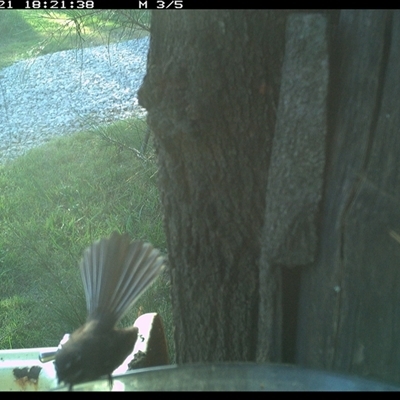Rhipidura albiscapa (Grey Fantail) at Shark Creek, NSW - 21 Dec 2024 by Topwood