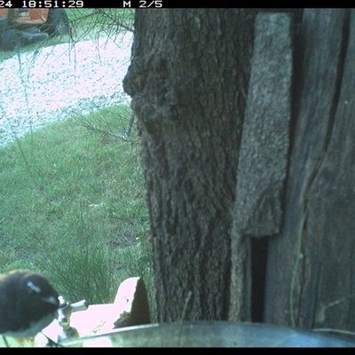 Rhipidura leucophrys (Willie Wagtail) at Shark Creek, NSW - 24 Dec 2024 by Topwood