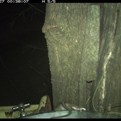 Rattus (genus) (A native or introduced Rattus species) at Shark Creek, NSW - 27 Dec 2024 by Topwood