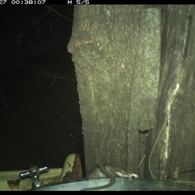 Rattus (genus) (A native or introduced Rattus species) at Shark Creek, NSW - 27 Dec 2024 by Topwood