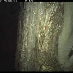 Antechinus stuartii (Brown Antechinus) at Shark Creek, NSW - 14 Jan 2025 by Topwood