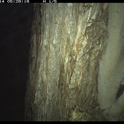 Antechinus stuartii (Brown Antechinus) at Shark Creek, NSW - 14 Jan 2025 by Topwood