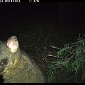 Trichosurus vulpecula (Common Brushtail Possum) at Shark Creek, NSW - 24 Oct 2024 by Topwood