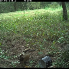 Dacelo novaeguineae (Laughing Kookaburra) at Shark Creek, NSW - 27 Oct 2024 by Topwood