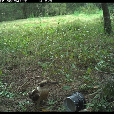 Dacelo novaeguineae (Laughing Kookaburra) at Shark Creek, NSW - 27 Oct 2024 by Topwood