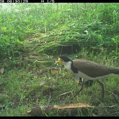 Vanellus miles (Masked Lapwing) at Shark Creek, NSW - 28 Oct 2024 by Topwood
