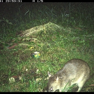 Isoodon macrourus (Northern Brown Bandicoot) at Shark Creek, NSW - 31 Oct 2024 by Topwood