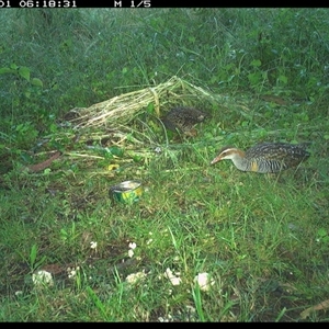 Gallirallus philippensis (Buff-banded Rail) at Shark Creek, NSW - 1 Nov 2024 by Topwood