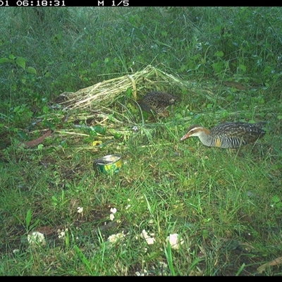Gallirallus philippensis (Buff-banded Rail) at Shark Creek, NSW - 1 Nov 2024 by Topwood