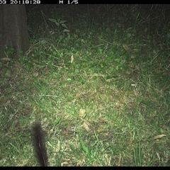 Phascogale tapoatafa (Brush-tailed Phascogale) at Shark Creek, NSW - 3 Nov 2024 by Topwood