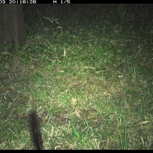 Phascogale tapoatafa (Brush-tailed Phascogale) at Shark Creek, NSW - 3 Nov 2024 by Topwood