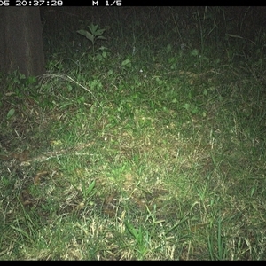 Phascogale tapoatafa (Brush-tailed Phascogale) at Shark Creek, NSW - 5 Nov 2024 by Topwood