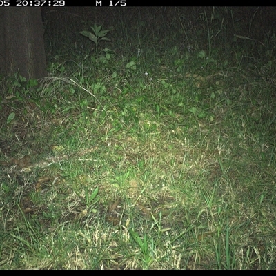Phascogale tapoatafa (Brush-tailed Phascogale) at Shark Creek, NSW - 5 Nov 2024 by Topwood