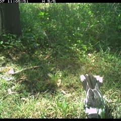 Cracticus nigrogularis (Pied Butcherbird) at Shark Creek, NSW - 7 Nov 2024 by Topwood