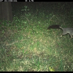 Phascogale tapoatafa (Brush-tailed Phascogale) at Shark Creek, NSW - 7 Nov 2024 by Topwood