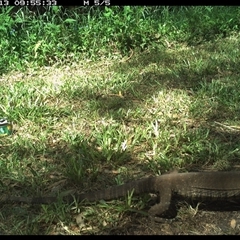 Varanus varius (Lace Monitor) at Shark Creek, NSW - 13 Nov 2024 by Topwood