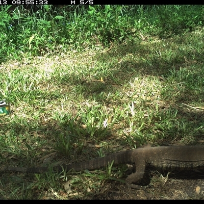 Varanus varius (Lace Monitor) at Shark Creek, NSW - 13 Nov 2024 by Topwood