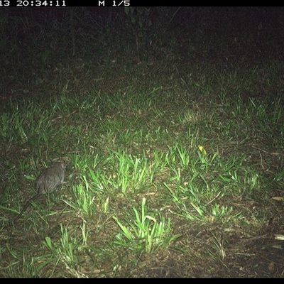 Rattus rattus (Black Rat) at Shark Creek, NSW - 13 Nov 2024 by Topwood