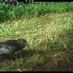 Corvus coronoides (Australian Raven) at Shark Creek, NSW - 14 Nov 2024 by Topwood