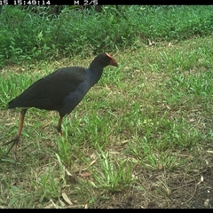 Porphyrio melanotus (Australasian Swamphen) at Shark Creek, NSW - 15 Nov 2024 by Topwood
