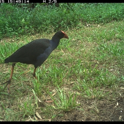 Porphyrio melanotus (Australasian Swamphen) at Shark Creek, NSW - 15 Nov 2024 by Topwood
