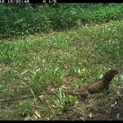 Intellagama lesueurii (Australian Water Dragon) at Shark Creek, NSW - 16 Nov 2024 by Topwood