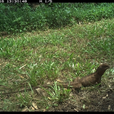 Intellagama lesueurii (Australian Water Dragon) at Shark Creek, NSW - 16 Nov 2024 by Topwood