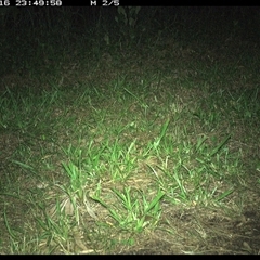 Limnodynastes dumerilii at Shark Creek, NSW - 16 Nov 2024 by Topwood