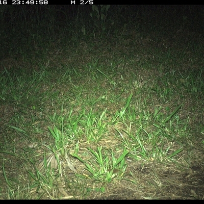 Limnodynastes dumerilii at Shark Creek, NSW - 16 Nov 2024 by Topwood
