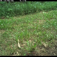 Neochmia temporalis (Red-browed Finch) at Shark Creek, NSW - 18 Nov 2024 by Topwood